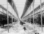 Stetson's slat shack with iron stoves protecting his citrus grove