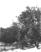 Citrus tree laden with fruit