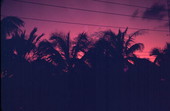 View of palm tree tops at sunset - Key West, Florida.
