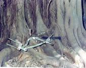 Eucalyptys tree engulfs bicycle.