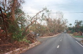 Looking down Bird Road at trees damaged by Hurricane Andrew - Coral Gables, Florida