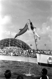 Dolphin leaping for fish from trainer's hand at the Miami Seaquarium - Miami, Florida.