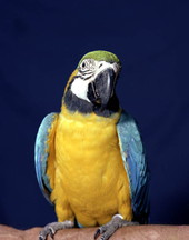 Quickdraw the macaw in a pet shop - Key West, Florida
