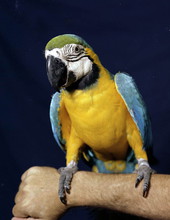 Quickdraw the macaw in a pet shop - Key West, Florida