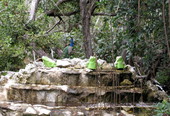 Peacock standing on a fountain on Little Torch Key, Florida.