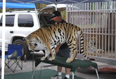 View showing a Bengal tiger from Single Vision, Inc. on display for people to pose with for pictures in Melrose, Florida.