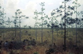 View of diorama at the Dade Battlefield Historic State Park museum - Bushnell, Florida