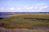 Grasslands at Sawpit Creek - Duval County, Florida.