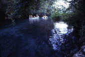View looking toward people canoeing at the Ichetucknee Springs State Park - Fort White, Florida.