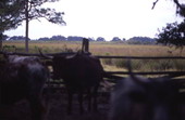 View showing cattle at the 1876-era cow camp used for living history demonstrations at Lake Kissimmee State Park - Lake Wales, Florida.