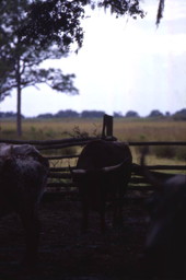View of cattle at the 1876-era cow camp used for living history demonstrations at Lake Kissimmee State Park - Lake Wales, Florida.
