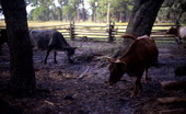 View of cattle used for living history demonstrations at the Lake Kissimmee State Park 1876-era cow camp - Lake Wales, Florida.