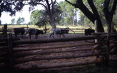 View showing cattle in a corral at the 1876-era cow camp used for living history demonstrations at Lake Kissimmee State Park - Lake Wales, Florida.