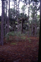 View showing trees and bushes at Lake Kissimmee State Park - Lake Wales, Florida.