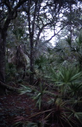 View showing bushes and trees at Lake Kissimmee State Park - Lake Wales, Florida.