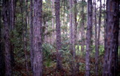 View of pine trees at the Lake Kissimmee State Park - Lake Wales, Florida.