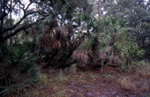 View of bushes and trees at the Lake Kissimmee State Park - Lake Wales, Florida.