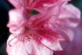 Close-up view of an azalea flower at Maclay Gardens State Park - Tallahassee, Florida..