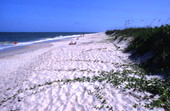 View of the beach at Sebastian Inlet State Park - Melbourne Beach, Florida.