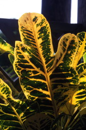 View showing a leaf at the Heathcote Botanical Gardens - Fort Pierce, Florida.