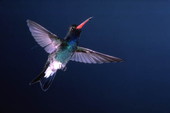 Broad-billed Hummingbird (Cynanthus latirostris) in the aviary at the Butterfly World attraction - Coconut Creek, Florida.