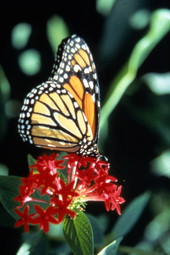 Monarch butterfly on Pentas flower at the Butterfly World attraction in Coconut Creek, Florida.