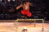 Chimpanzee performing skateboard act at Busch Gardens - Tampa, Florida.