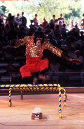 Chimpanzee performing skateboard act at the Busch Gardens amusement park in Tampa, Florida.
