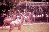 View showing Greater Kudu at the Busch Gardens amusement park - Tampa, Florida.