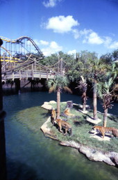 View of tigers at the Busch Gardens amusement park in Tampa, Florida.