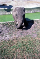 View of an elephant at the Busch Gardens amusement park in Tampa, Florida.