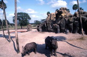 Rhinos at the Busch Gardens amusement park in Tampa, Florida.