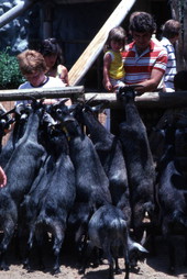 Visitors feeding goats at the Busch Gardens amusement park petting zoo - Tampa, Florida.