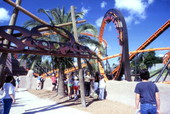 View showing the "Scorpion" roller coaster at the Busch Gardens amusement park in Tampa, Florida.