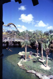 View looking over tigers at the Busch Gardens amusement park in Tampa, Florida.
