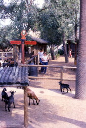 View showing visitors at the Busch Gardens amusement park petting zoo - Tampa, Florida.