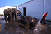 Elephants being bathed at the Circus World theme park in Orlando, Florida.