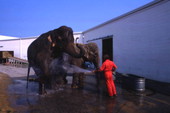 Elephants being bathed at the Circus World theme park - Orlando, Florida.