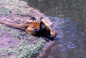 Monkey getting water at the Cypress Gardens theme park in Winter Haven, Florida.