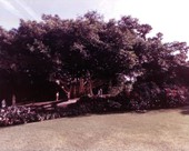 Giant Banyan tree at the Cypress Gardens theme park in Winter Haven, Florida.