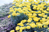 Marigolds and Mexican heather (Cuphea hyssopifolia) flowers at the Cypress Gardens theme park in Winter Haven, Florida.