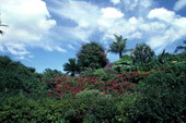View of vegetation at the Cypress Gardens theme park in Winter Haven, Florida.
