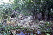 View looking at goat in the Everglades Holiday Park - Fort Lauderdale, Florida.