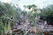 View looking at birds and a goat in the Everglades Holiday Park - Fort Lauderdale, Florida.