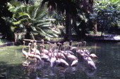 View of flamingos at the Everglades Wonder Gardens in Bonita Springs, Florida.