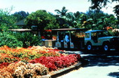View of passenger vehicle at the Flamingo Gardens botanical garden in Davie, Florida.
