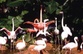 Flamingos at the Flamingo Gardens aviary in Davie, Florida.