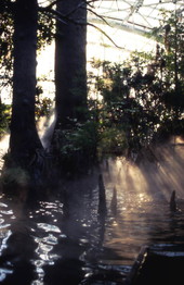 Florida Aquarium wetlands gallery.