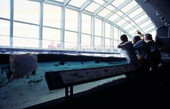 Florida Aquarium bays & beaches gallery.