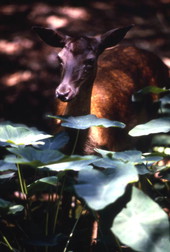 View of a deer at the Homosassa Springs Wildlife State Park.